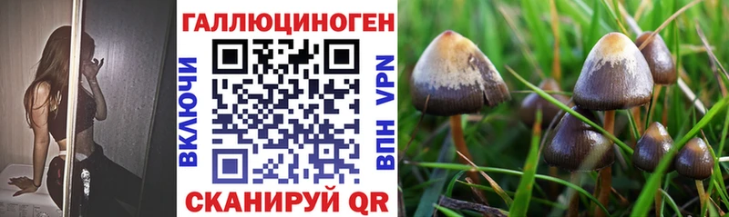 Купить закладки  Подольск  Псилоцибиновые грибы Psilocybe 